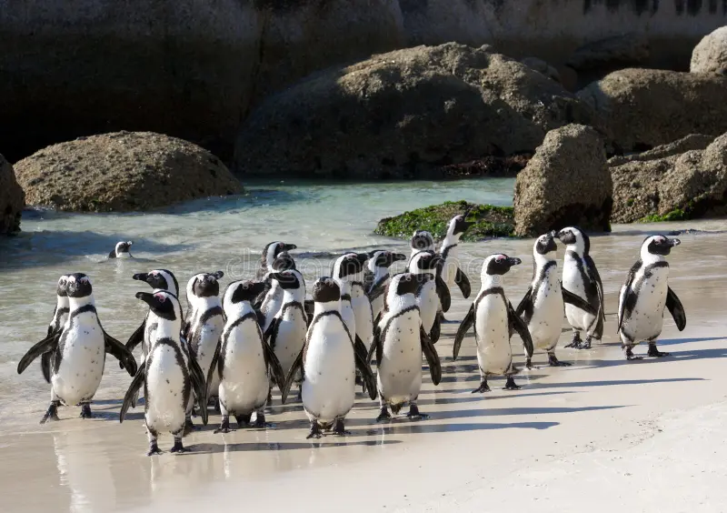 Table Mountain, Boulders Beach (Penguins) and Cape of Good Hope Private Tour